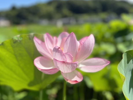 8月の定休日について(町田市の外壁と屋根のことなら ぺんき屋美装) | その他