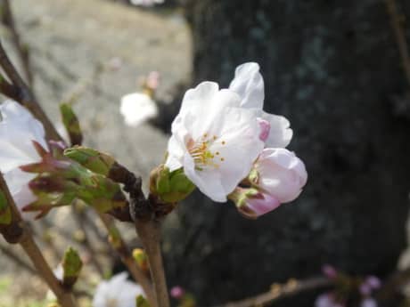 町田市も春爛漫ですね・・・　明日　22日（日）・23日（月）は定休日につきお休みさせていただきます　（町田市の外壁と屋根のことなら　ぺんき屋美装） | 塗装の話