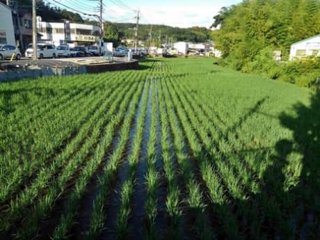 ◆◇　7月29日（木）は臨時休業させていただきます　◇◆（町田市の外壁と屋根のことなら　ぺんき屋美装） | その他