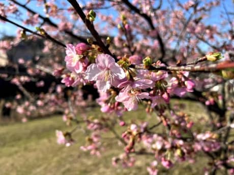 お知らせです・・明日　5日（日）・6日（月）は定休日につきお休みさせていただきます　（町田市の外壁と屋根のことなら　ぺんき屋美装） | たわいない話