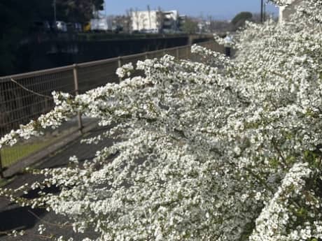 最後に炒める第３のカレー★マウンテン様　施工中・・・3月31日（日）・1日（月）は定休日につきお休みさせていただきます　（町田市の外壁と屋根のことなら　ぺんき屋美装）　 | 塗装の話