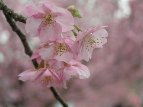 河津桜 | ハーレーの話